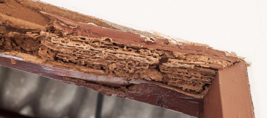 prevent termites