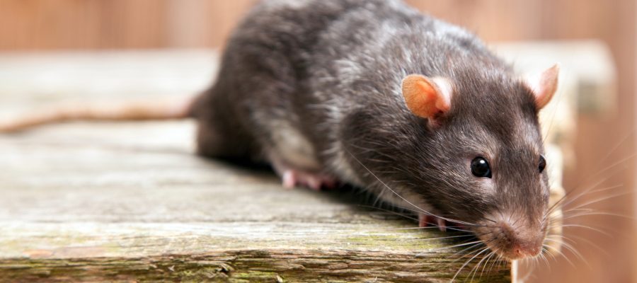 How You Can Humanely Deal With Rats in Your Attic | Safeguard Pest Control