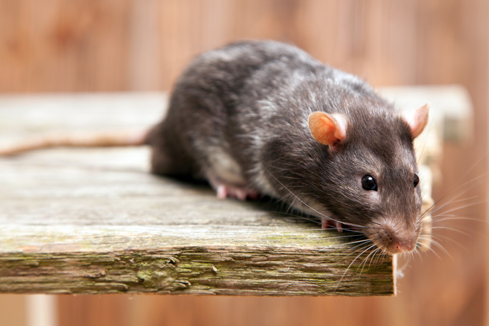 How To Get Rid Of Roof Rats Quickly, Easily & Humanely
