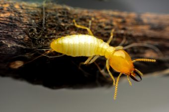 termite protection