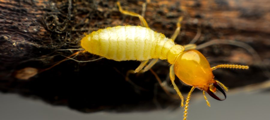 termite protection